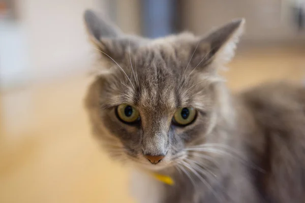 Korat Hauskatze sitzt auf Holzboden. — Stockfoto