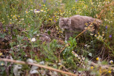 Gri kedi Sibirya çalılıklarında avlanıyor..