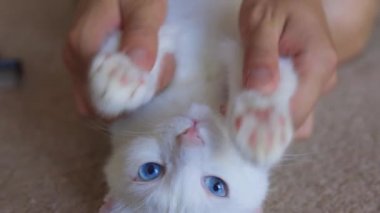 Zencefilli kedi, insanın ellerinde yatıyor..