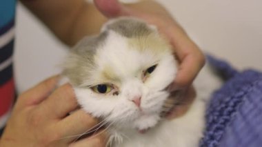 Tek gözlü birini okşayan bir el, yerde yatan kediyi okşuyor, sokakta evsiz kalıyor. Kedi oyuncak topları oynuyor..