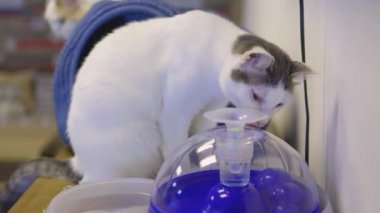 Otomatik makinede kedi içme suyu yakın plan.