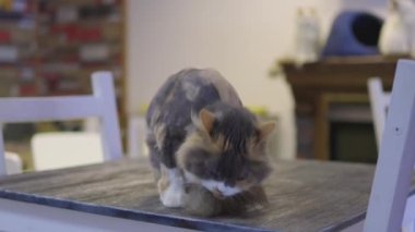 Vahşi kedi kendini sıcak güneşte yıkıyor..