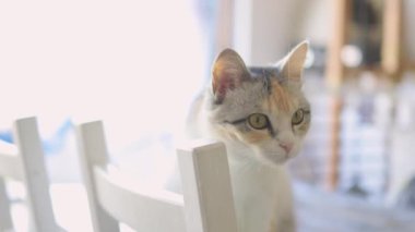 Gri çizgili tekir kedi kanepede uzanıyor, esniyor ve elini yıkıyor..