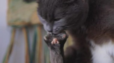 Vahşi kedi kendini sıcak güneşte yıkıyor..