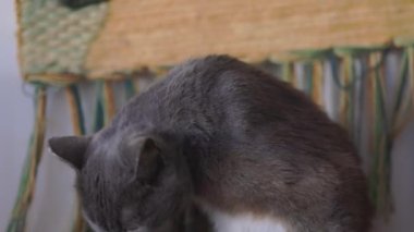 Vahşi kedi kendini sıcak güneşte yıkıyor..