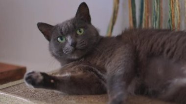 Vahşi kedi kendini sıcak güneşte yıkıyor..
