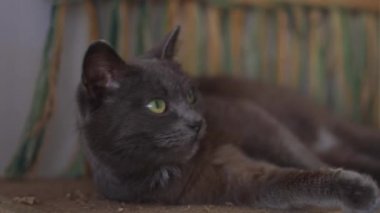 Vahşi kedi kendini sıcak güneşte yıkıyor..