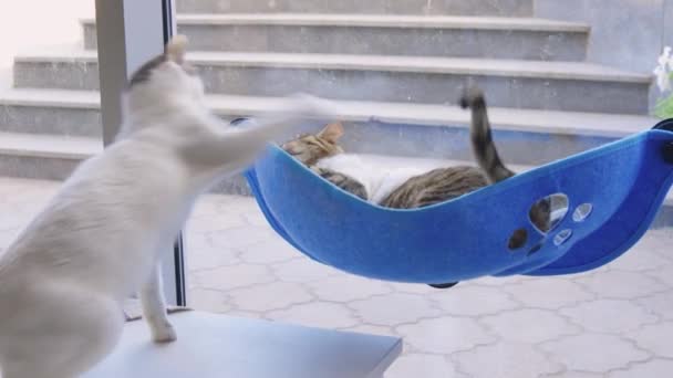 可爱的小胖猫和猫打架. — 图库视频影像