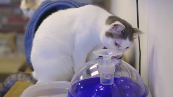 自动售货机特写中的猫饮水. — 图库视频影像