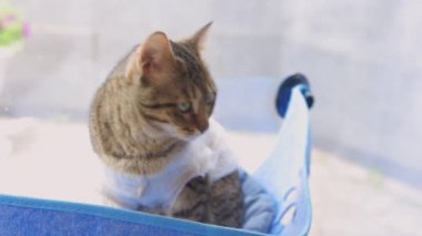 Kedi evde cam döşenmiş yatağın içinde yatıyor..