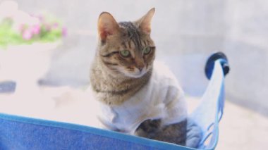 Kedi evde cam döşenmiş yatağın içinde yatıyor..