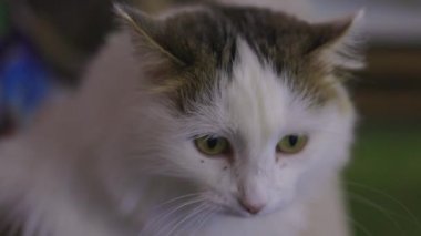 Sevimli tekir kedi mutfakta oturmuş kameraya bakıyor..