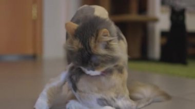 Vahşi kedi kendini sıcak güneşte yıkıyor..