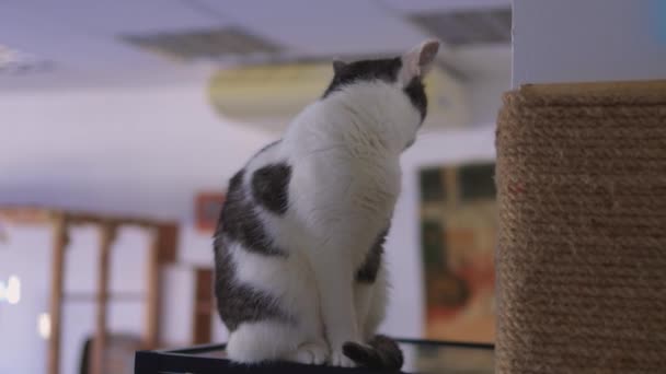 Kedi tırmalama. Pençeler tırmalama direğinde, pencerenin arka planında.. — Stok video