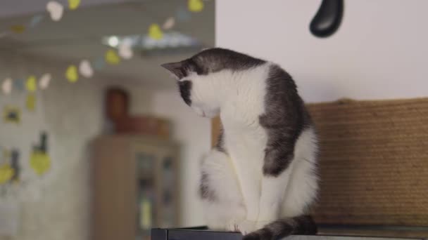 Cat Scratching.Karmok a kaparó oszlopon háttal az ablak. — Stock videók