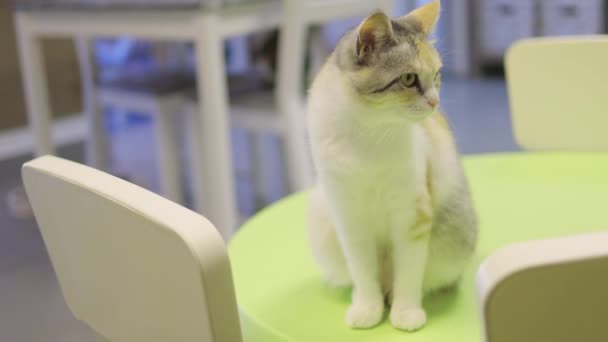 Primer plano de casa linda gato felis catus relajante interior en casa sentado en la mesa. — Vídeos de Stock