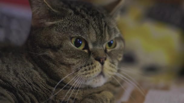 Schattige tabby kat zittend op keukenvloer starend naar camera. — Stockvideo