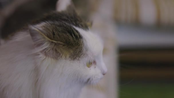 Schattige tabby kat zittend op keukenvloer starend naar camera. — Stockvideo