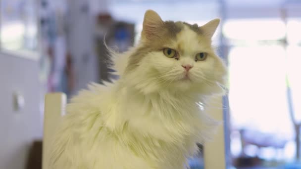 Szekrény aranyos ház macska felis catus pihentető beltéri otthon ül az asztalon. — Stock videók
