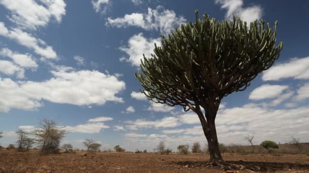 Bulutlu bir günde, Baines Baobabs 'daki Baobab Ağaçlarının Düşük Açılı Zaman Süreleri, Botsvana. — Stok video