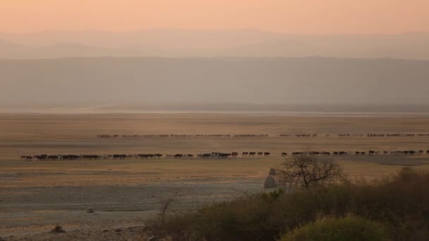 Paisaje africano, puesta de sol roja en Savannah Africa Dodoma Tanzania Africa. — Vídeos de Stock