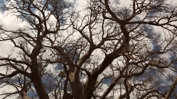 Niski kąt pochylenia drzew baobabskich w Baines Baobabs w Dzień Chmury, Botswana. — Wideo stockowe