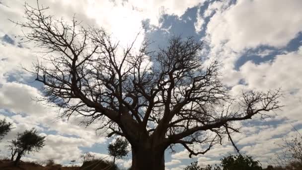 El lapso de tiempo en ángulo bajo de los árboles de Baobab en Baines Baobabs en un día nublado, Botsuana. — Vídeos de Stock