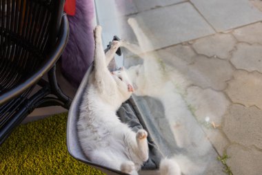 Kedi evde cam döşenmiş yatağın içinde yatıyor..