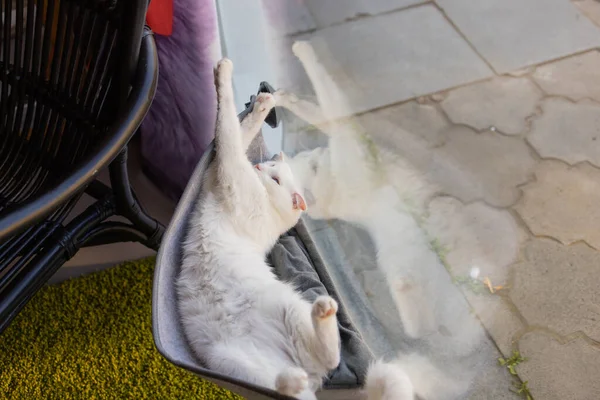 Γάτα που βρίσκεται σε τοίχο από γυαλί τοποθετημένο κρεβάτι στο σπίτι. — Φωτογραφία Αρχείου