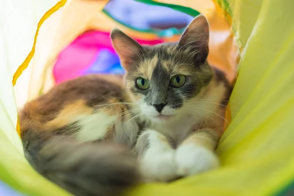 Calico Cat Framed and Alert in Cat Tunnel Toy.