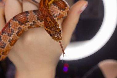 Yetişkin kadınların elinde tutulan Batı Hognose..