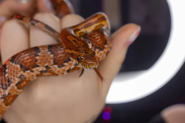 Subadult Western Hognose in der Hand erwachsener Frauen. — Stockfoto