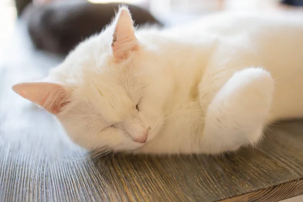 Primer plano de casa linda gato felis catus relajante interior en casa sentado en la mesa. —  Fotos de Stock