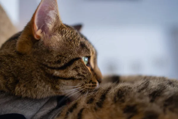 Крупним планом милий домашній котячий котячий кат, що розслабляє приміщення вдома, сидячи на столі . — стокове фото