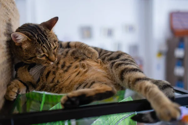 Крупный план милого домашнего кота кошки felis catus расслабляющий внутри дома сидя на столе. — стоковое фото