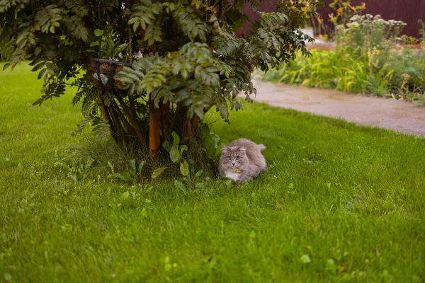 Eine flauschige graue Katze sitzt unter einem Baum auf dem Rasen. — Stockfoto