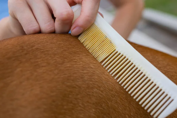 Combing her dog Basenji, care for dog hair. — Stock Photo, Image