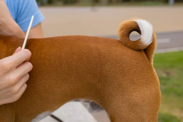 Kämmen ihres Hundes Basenji, Pflege der Hundehaare. — Stockfoto