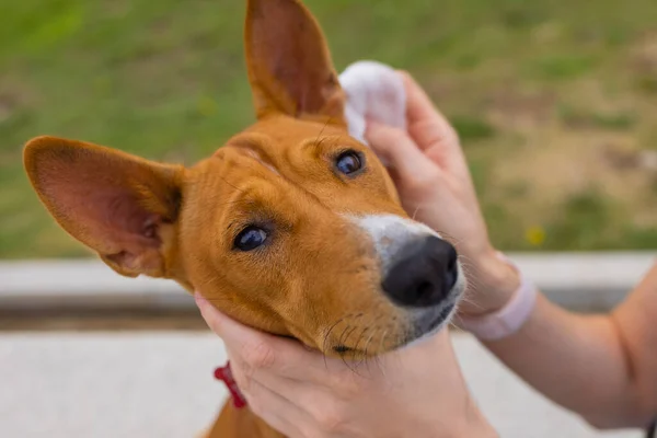 Mulher caucasiana desconhecida cuidando de seu cão de estimação Mãos de menina usando toalhete molhado para limpar a cabeça de seu animal de estimação basenji adulto. — Fotografia de Stock