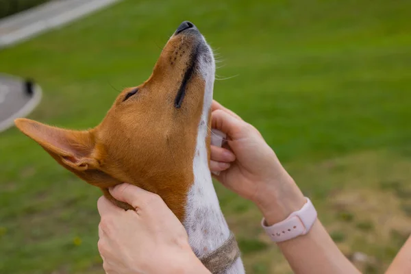 Okänd kaukasisk kvinna som tar hand om sin sällskapsdjur hund - Händer av kvinnlig flicka med våt torka för att rengöra huvudet på hennes husdjur vuxen basenji. — Stockfoto