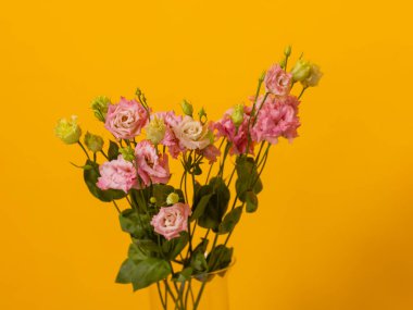 Çok sayıda farklı çiçek jölesiyle yakın plan renkli bahar çiçeği..