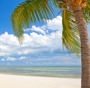 Key West Florida plaj iyon palmiye ağaçlarının