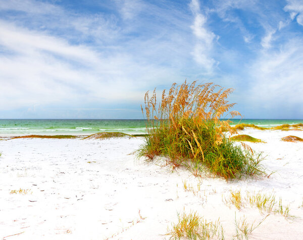 Summer landscape with Sea oats and grass dunes