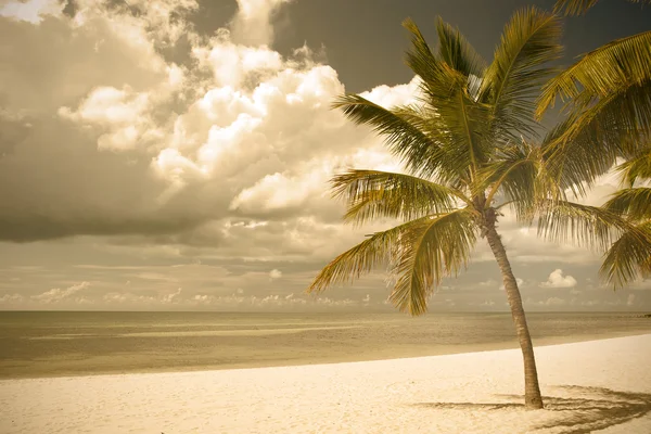 Miami Beach na Florydzie, krajobraz lato z palmami — Zdjęcie stockowe