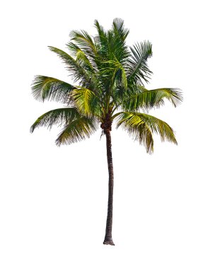 Beyaz arkaplanda izole edilmiş palmiye ağacı