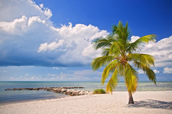 Praia tropical em Miami Florida com palmeiras — Fotografia de Stock