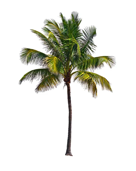 Palmera aislada sobre fondo blanco — Foto de Stock