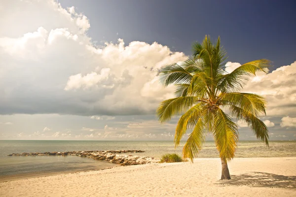 Tropikalnej plaży w Miami na Florydzie z palmami — Zdjęcie stockowe