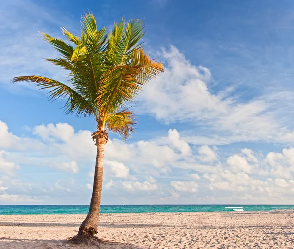 Praia tropical em Miami Florida com palmeiras — Fotografia de Stock