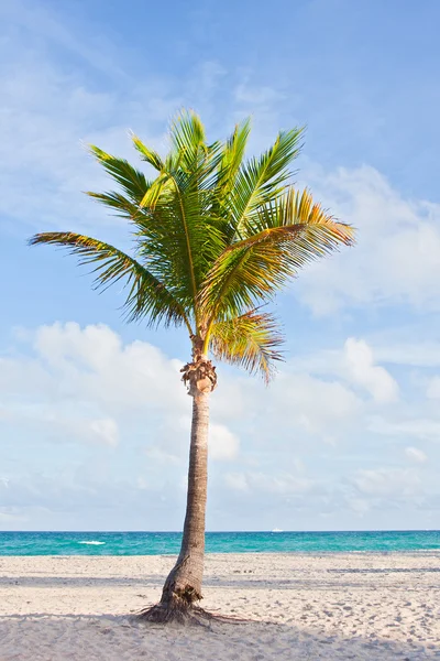 Praia tropical em Miami Florida com palmeiras — Fotografia de Stock